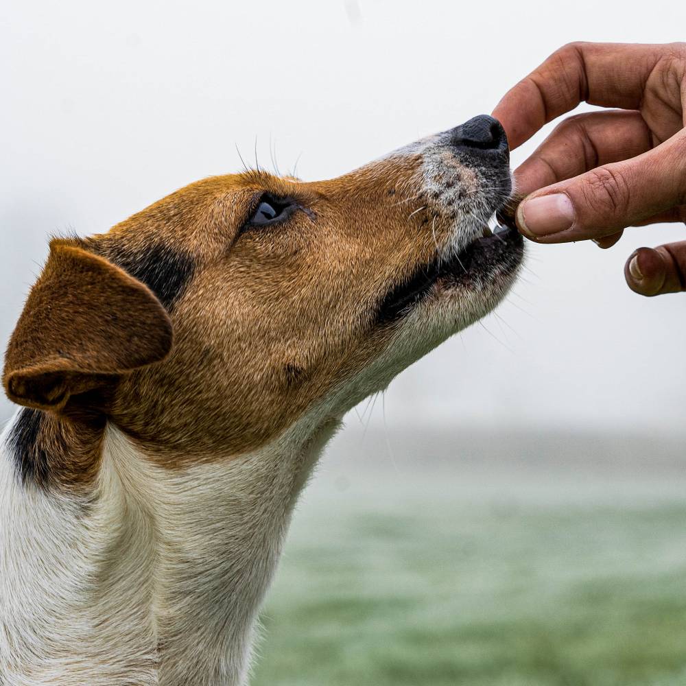 Jack Russel Terrier Eating Hoddys