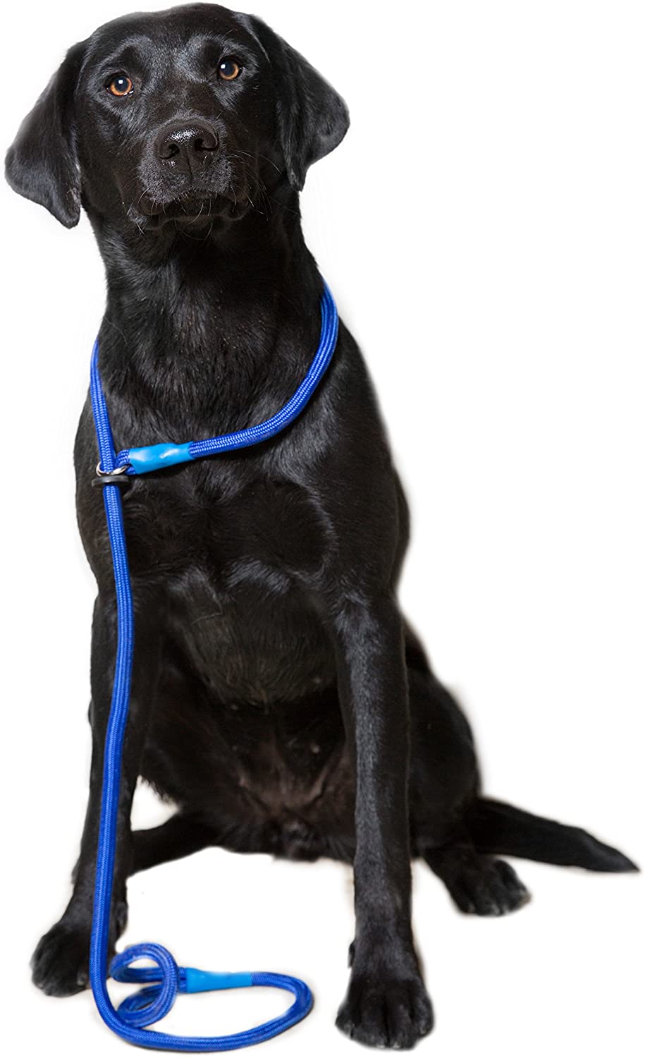 Loose Blue Braid Dog Slip Lead