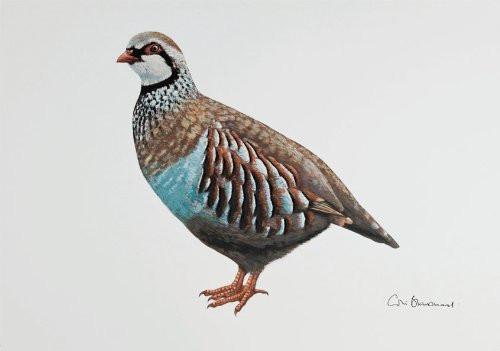 Greetings Cards By Colin Blanchard