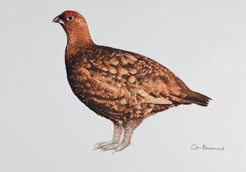 Greetings Cards By Colin Blanchard