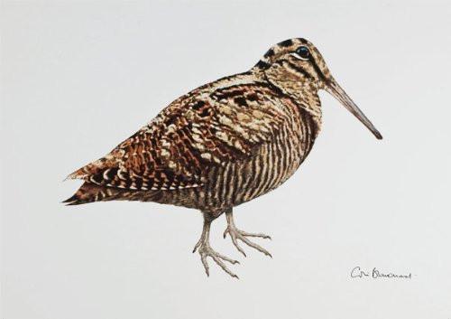 Greetings Cards By Colin Blanchard