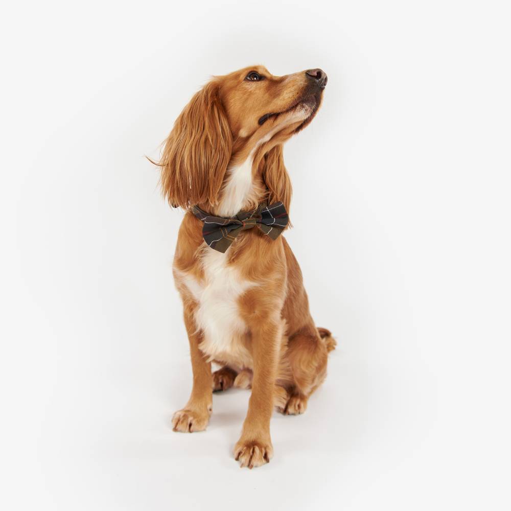 Cute Dog in Bow Tie from Barbour