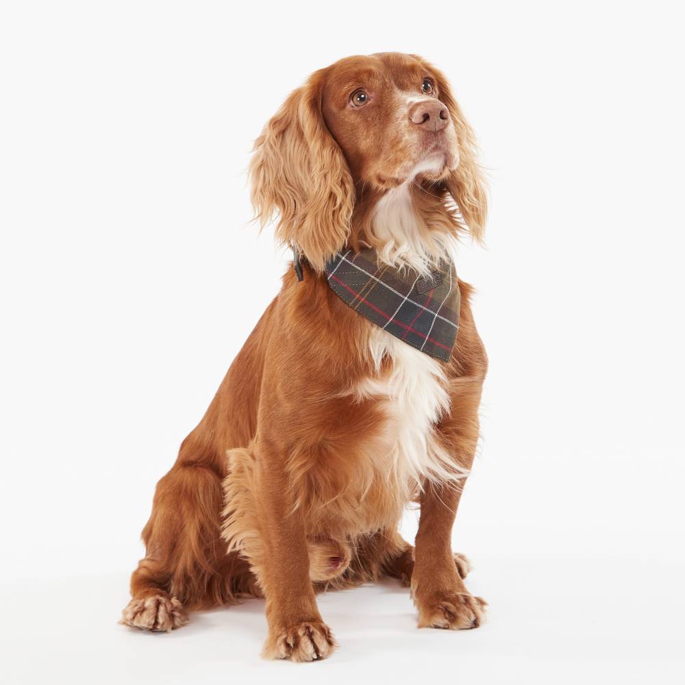 Brown dog wearing a plaid collar on a white background