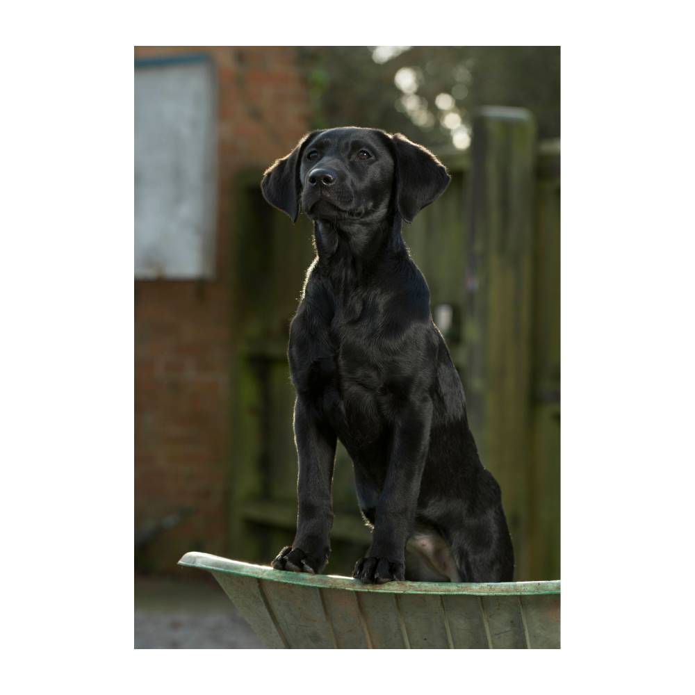 Charles Sainsbury Plaice Photograph Greeting Cards