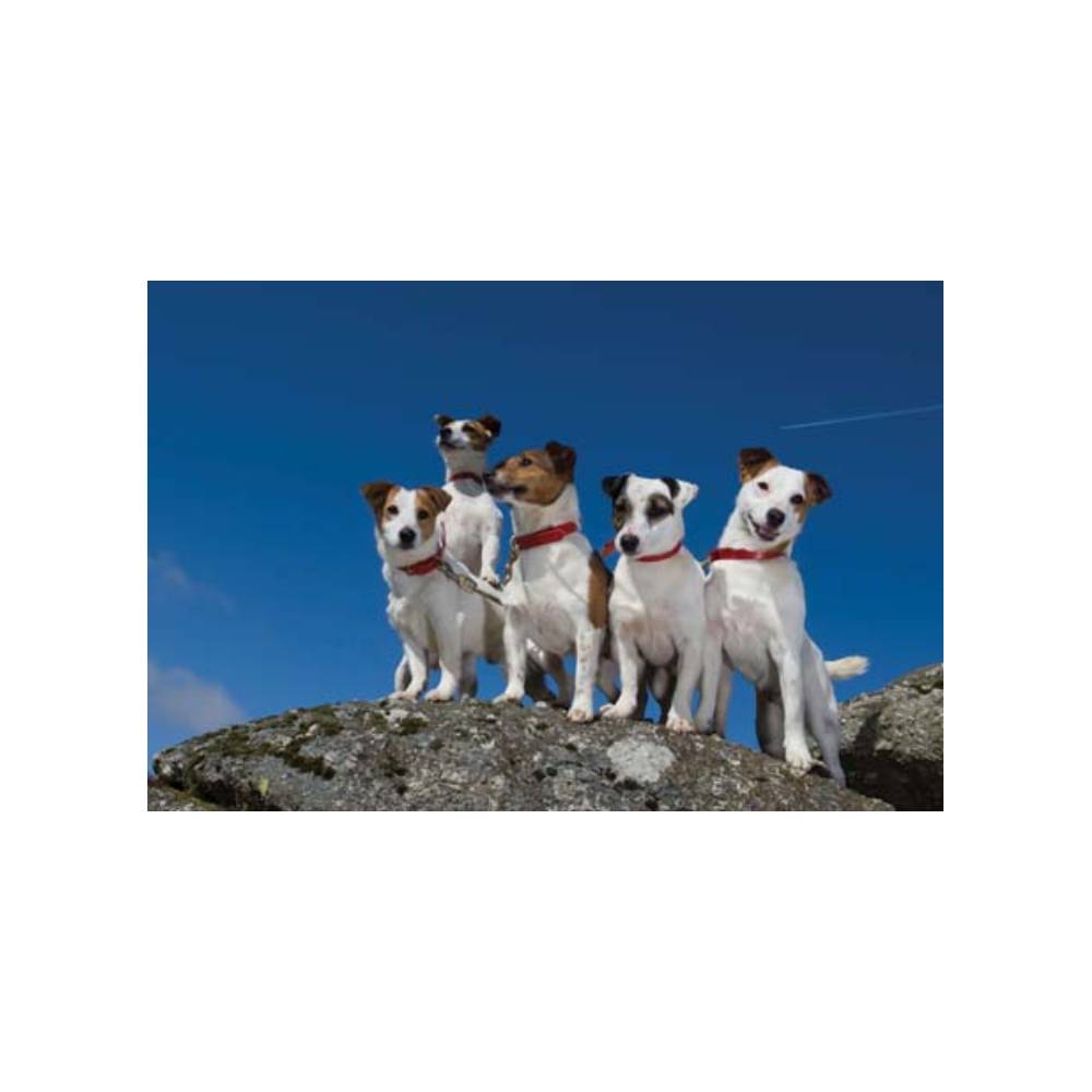 Charles Sainsbury Plaice Photograph Greeting Cards