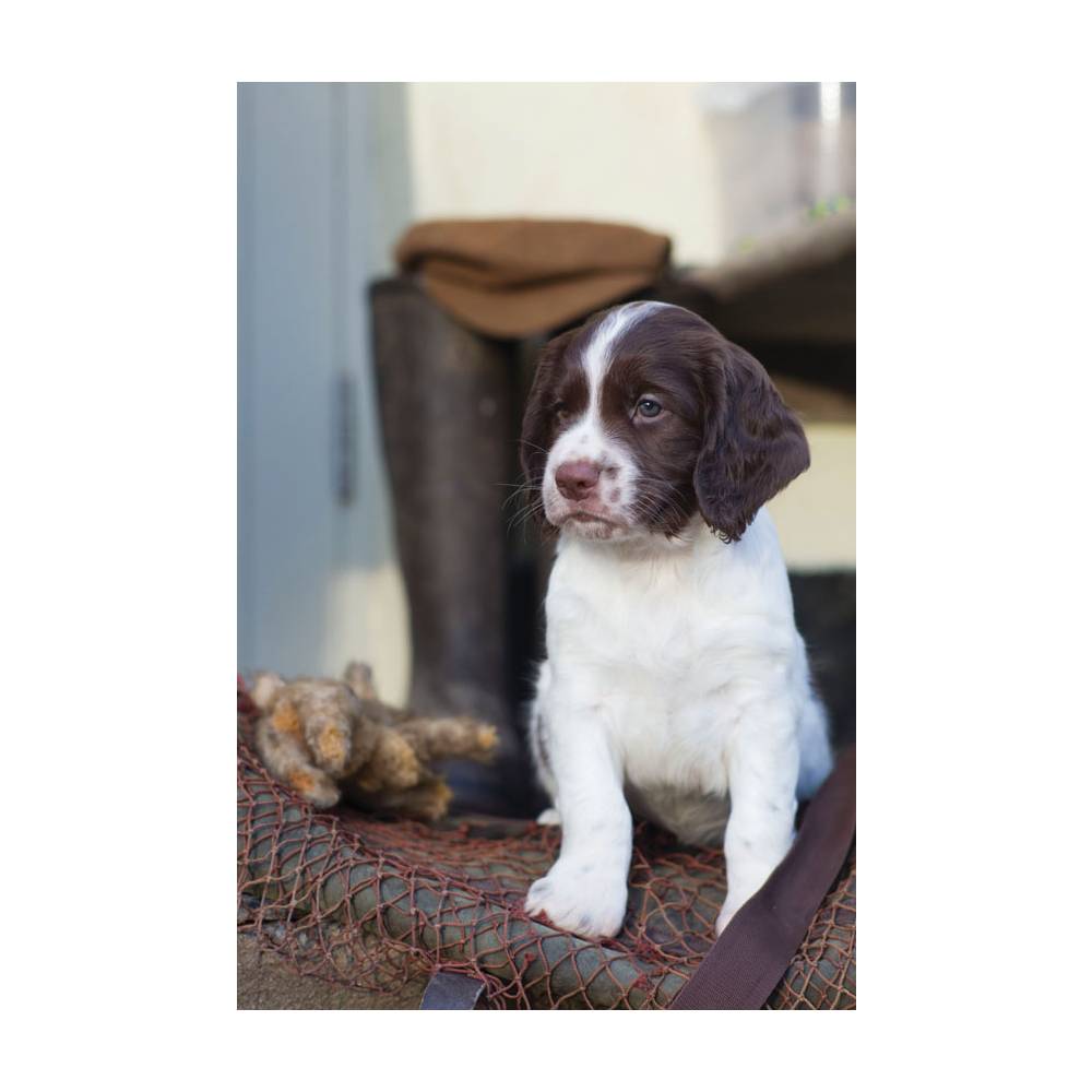 Charles Sainsbury Plaice Photograph Greeting Cards